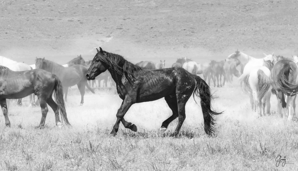 black and white onaqui wild horse stallion, in Utah's west desert, photograph, Onaqui wild horses,  Onaqui Wild horse photographs, photography of wild horses, equine photography