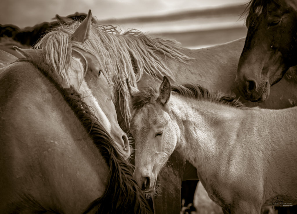 onaqui wild horse colt and mares in Utah's west desert, sepia toned black and white photo, Onaqui wild horses,  Onaqui Wild horse photographs, photography of wild horses, equine photography