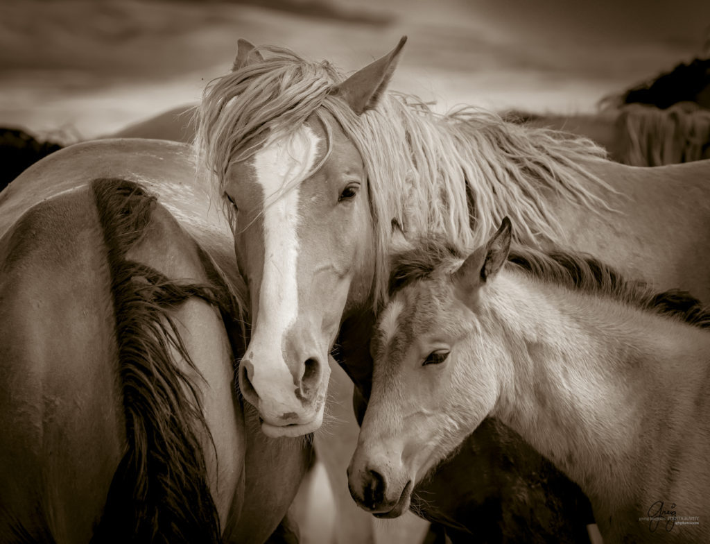 onaqui wild horse colt and mares in Utah's west desert, sepia toned black and white photo, Onaqui wild horses,  Onaqui Wild horse photographs, photography of wild horses, equine photography