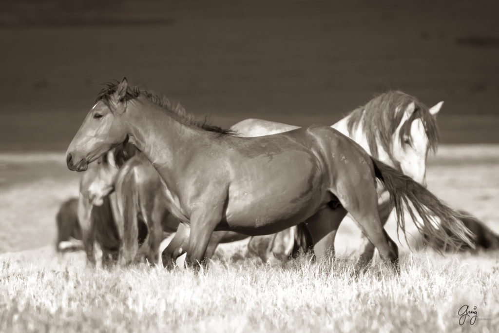 onaqui wild horse mustang in Utah's west desert, sepia toned black and white photo, Onaqui wild horses,  Onaqui Wild horse photographs, photography of wild horses, equine photography
