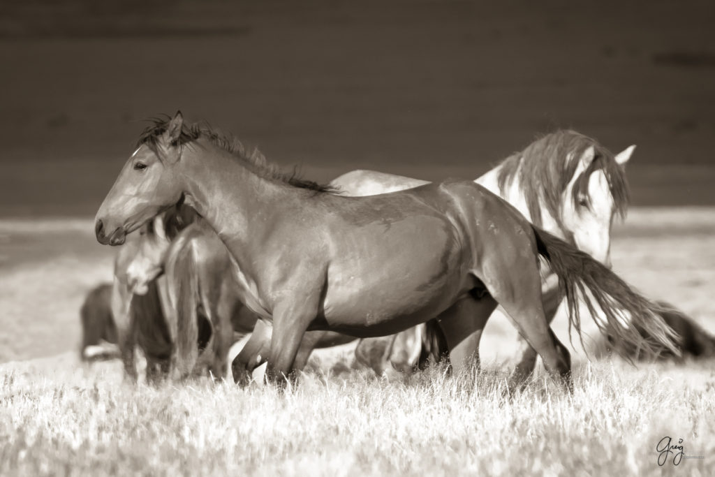 onaqui wild horse mustang in Utah&#039;s west desert, sepia toned black and white photo, Onaqui wild horses,  Onaqui Wild horse photographs, photography of wild horses, equine photography