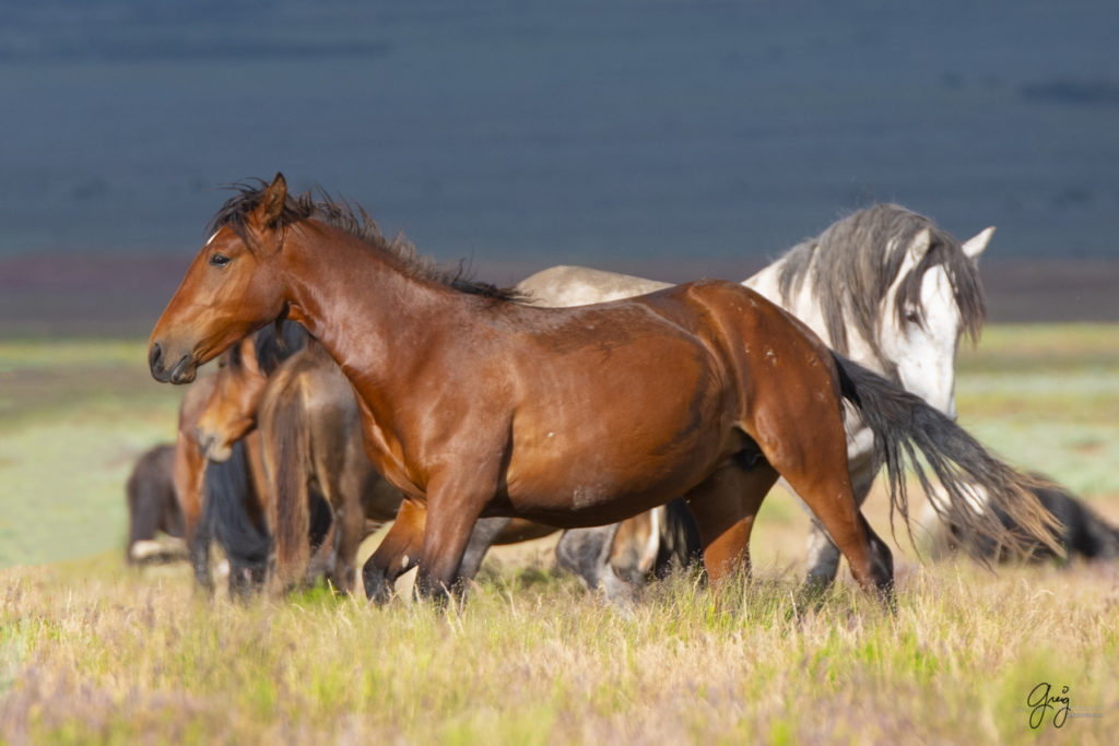 onaqui wild horse mare on the run, in Utah's west desert, photograph, Onaqui wild horses,  Onaqui Wild horse photographs, photography of wild horses, equine photography