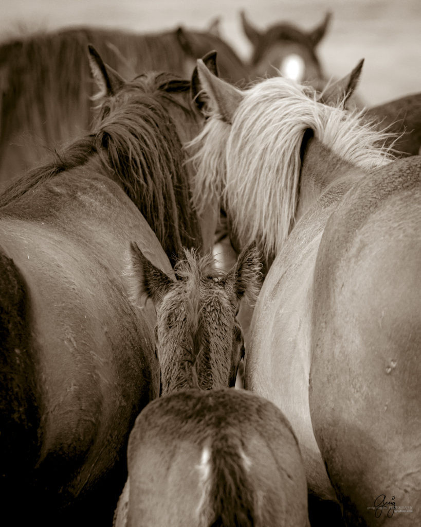 onaqui wild horse colt and mares in Utah's west desert, sepia toned black and white photo, Onaqui wild horses,  Onaqui Wild horse photographs, photography of wild horses, equine photography