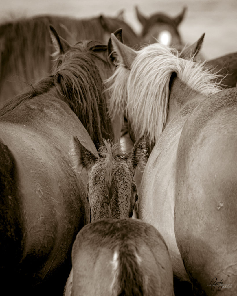 onaqui wild horse colt and mares in Utah&#039;s west desert, sepia toned black and white photo, Onaqui wild horses,  Onaqui Wild horse photographs, photography of wild horses, equine photography