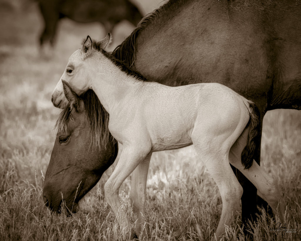 onaqui wild horse colt in Utah's west desert, sepia toned black and white photo, Onaqui wild horses,  Onaqui Wild horse photographs, photography of wild horses, equine photography