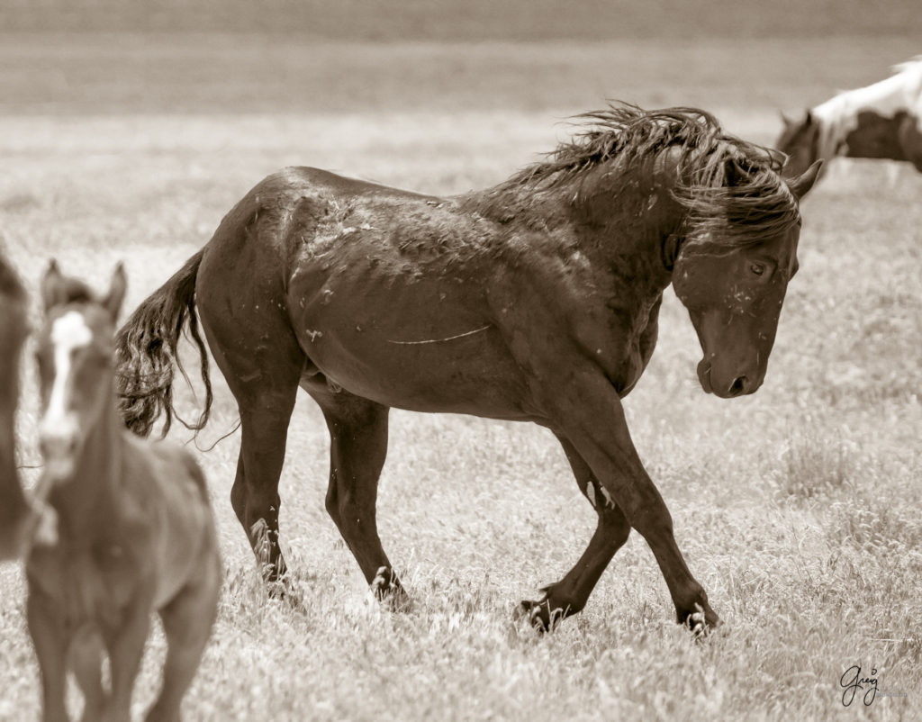 onaqui wild horse stallion mustang in Utah's west desert, sepia toned black and white photo, Onaqui wild horses,  Onaqui Wild horse photographs, photography of wild horses, equine photography