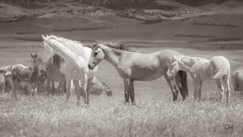 three onaqui wild horses in Utah's west desert, sepia toned black and white photo, Onaqui wild horses,  Onaqui Wild horse photographs, photography of wild horses, equine photography