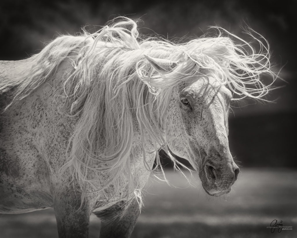 onaqui wild horse stallion mustang in Utah's west desert, sepia toned black and white photo, Onaqui wild horses,  Onaqui Wild horse photographs, photography of wild horses, equine photography