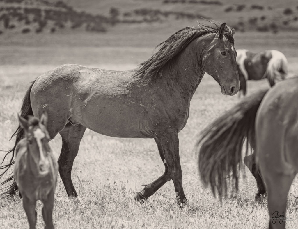 onaqui wild horse stallion mustang in Utah's west desert, sepia toned black and white photo, Onaqui wild horses,  Onaqui Wild horse photographs, photography of wild horses, equine photography