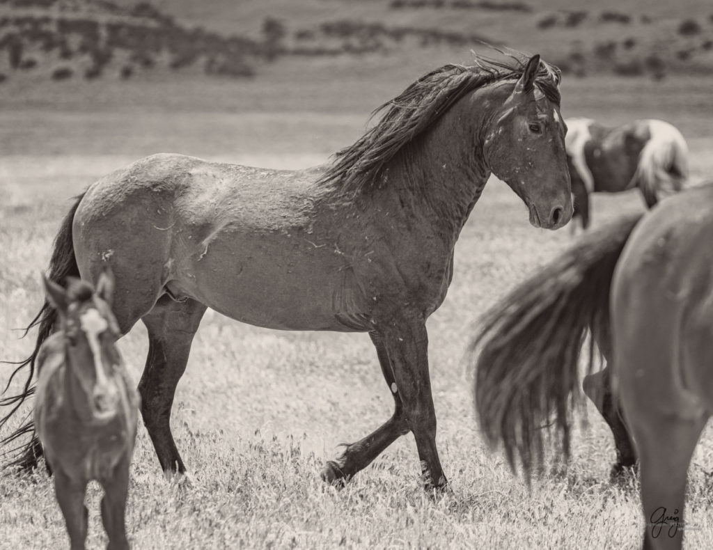 onaqui wild horse stallion mustang in Utah&#039;s west desert, sepia toned black and white photo, Onaqui wild horses,  Onaqui Wild horse photographs, photography of wild horses, equine photography
