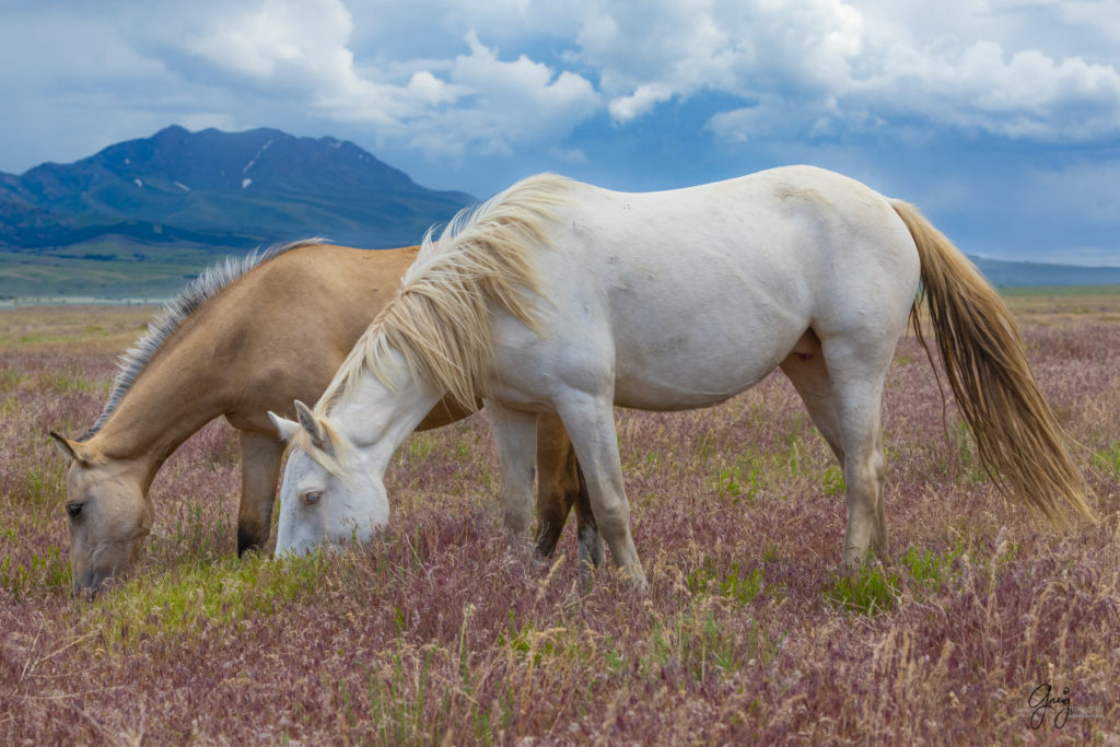 onaqui wild horses, in Utah&#039;s west desert, photograph, Onaqui wild horses,  Onaqui Wild horse photographs, photography of wild horses, equine photography