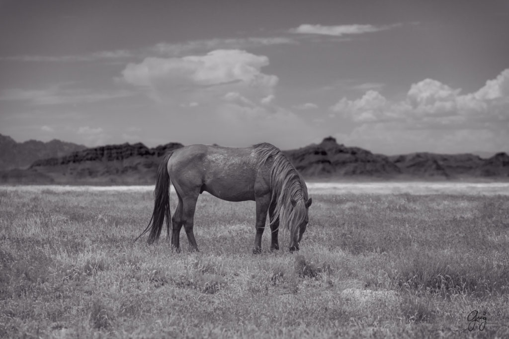 onaqui wild horse stallion mustang in Utah's west desert, sepia toned black and white photo, Onaqui wild horses,  Onaqui Wild horse photographs, photography of wild horses, equine photography