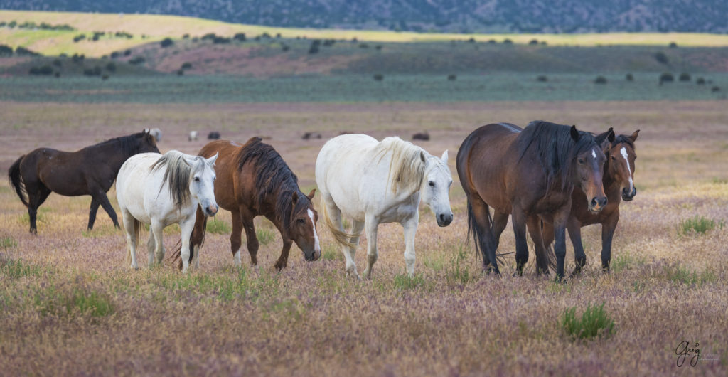 onaqui wild horses, in Utah&#039;s west desert, photograph, Onaqui wild horses,  Onaqui Wild horse photographs, photography of wild horses, equine photography