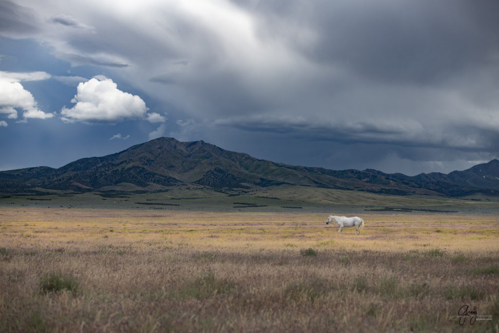 onaqui wild horse stallion, "the old man", in Utah's west desert, photograph, Onaqui wild horses,  Onaqui Wild horse photographs, photography of wild horses, equine photography