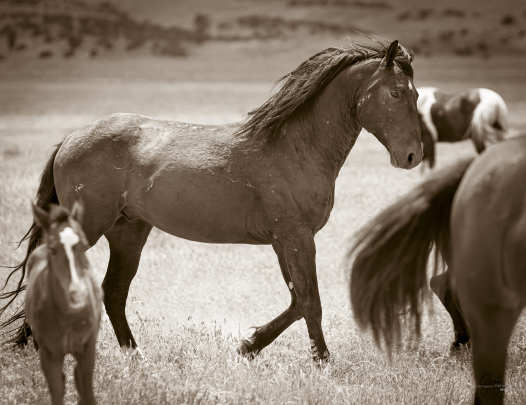 onaqui wild horse mustang in Utah's west desert, sepia toned black and white photo, Onaqui wild horses,  Onaqui Wild horse photographs, photography of wild horses, equine photography