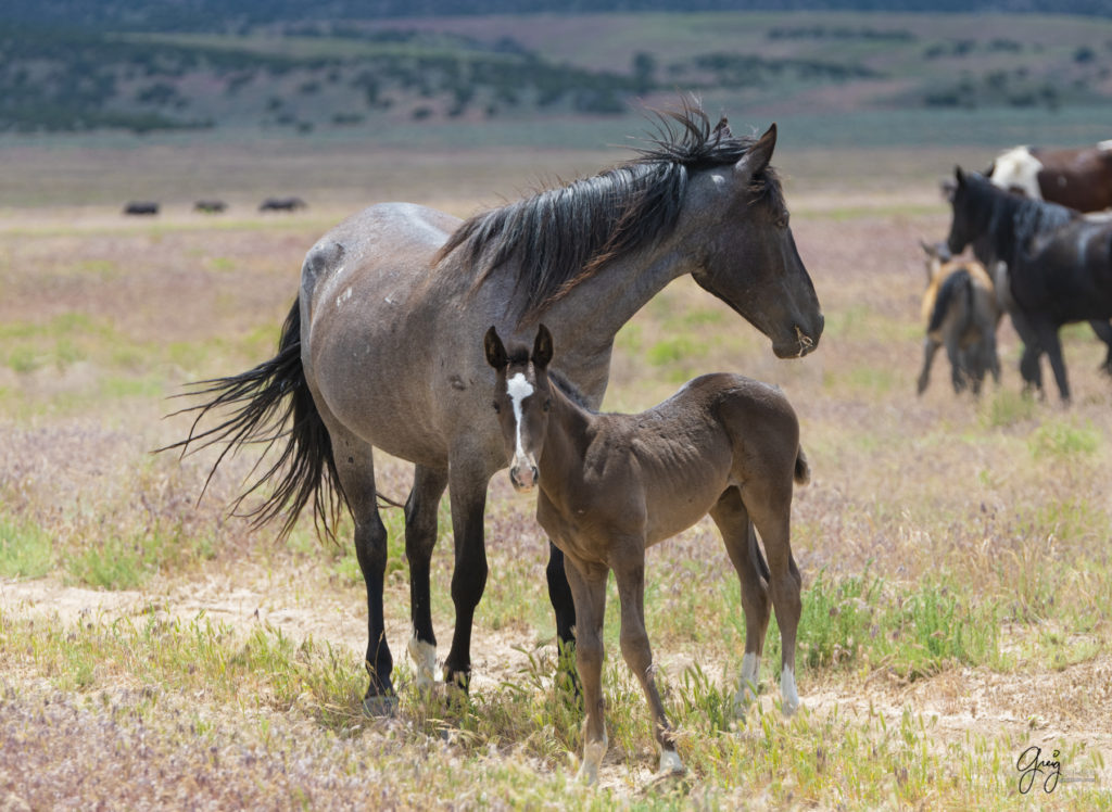 onaqui wild horse mare and foal in Utah's west desert, photograph, Onaqui wild horses,  Onaqui Wild horse photographs, photography of wild horses, equine photography