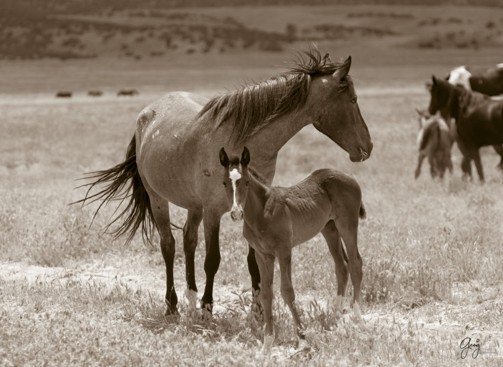 onaqui wild horse colt in Utah's west desert, sepia toned black and white photo, Onaqui wild horses,  Onaqui Wild horse photographs, photography of wild horses, equine photography