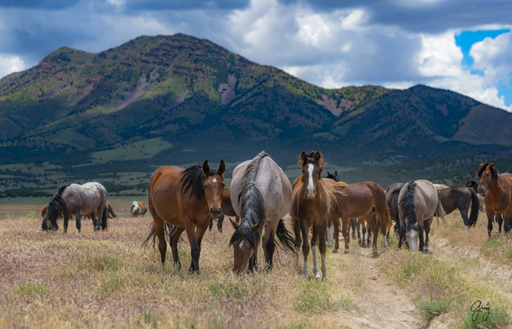 three onaqui wild horses in Utah's west desert, photograph, Onaqui wild horses,  Onaqui Wild horse photographs, photography of wild horses, equine photography