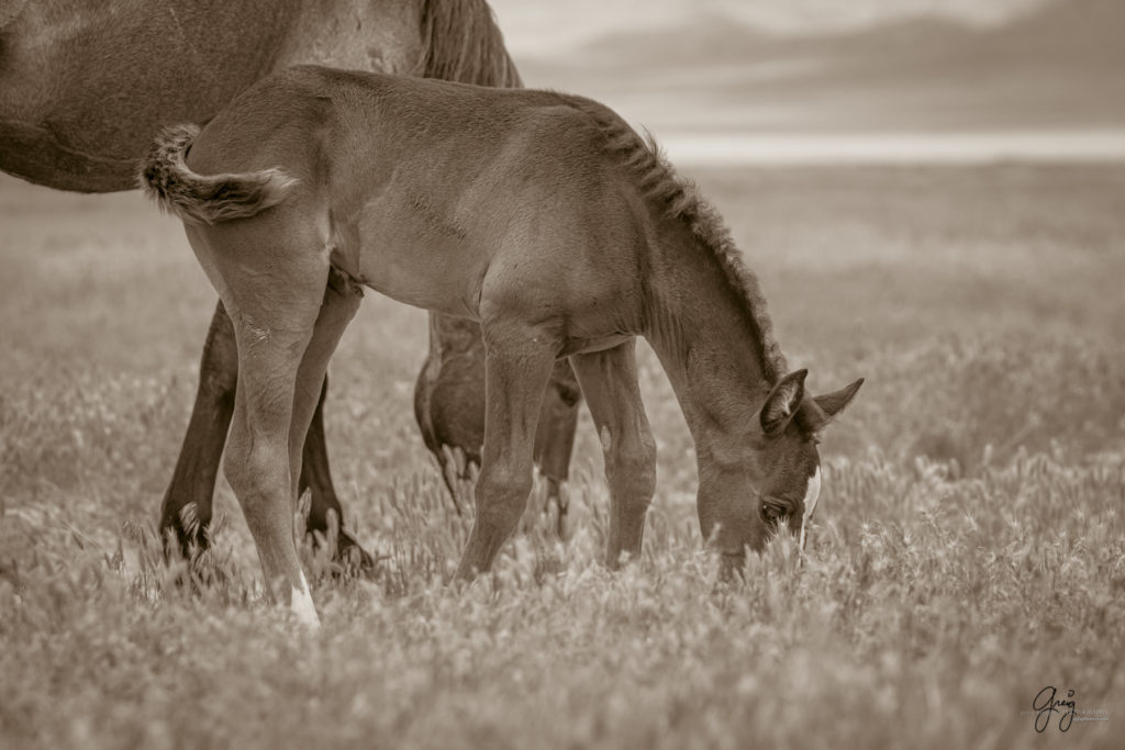 onaqui wild horse colt in Utah's west desert, sepia toned black and white photo, Onaqui wild horses,  Onaqui Wild horse photographs, photography of wild horses, equine photography