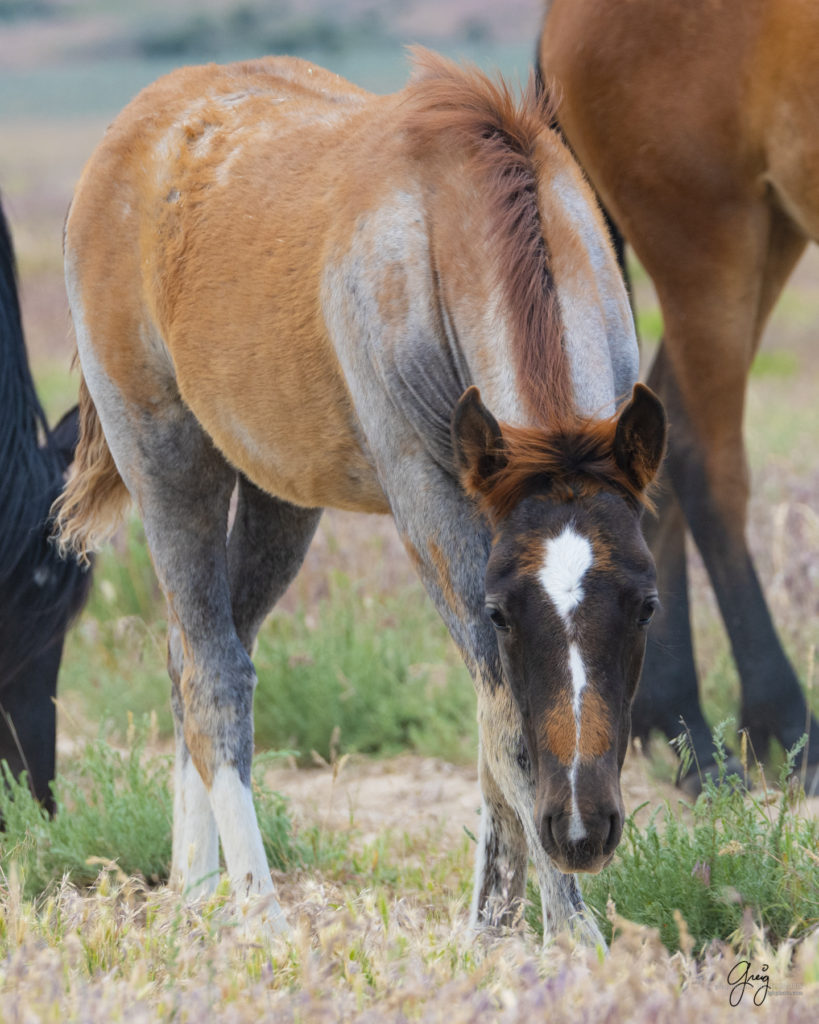 onaqui wild horse colt in Utah's west desert shedding winter coat, Onaqui wild horses,  Onaqui Wild horse photographs, photography of wild horses, equine photography