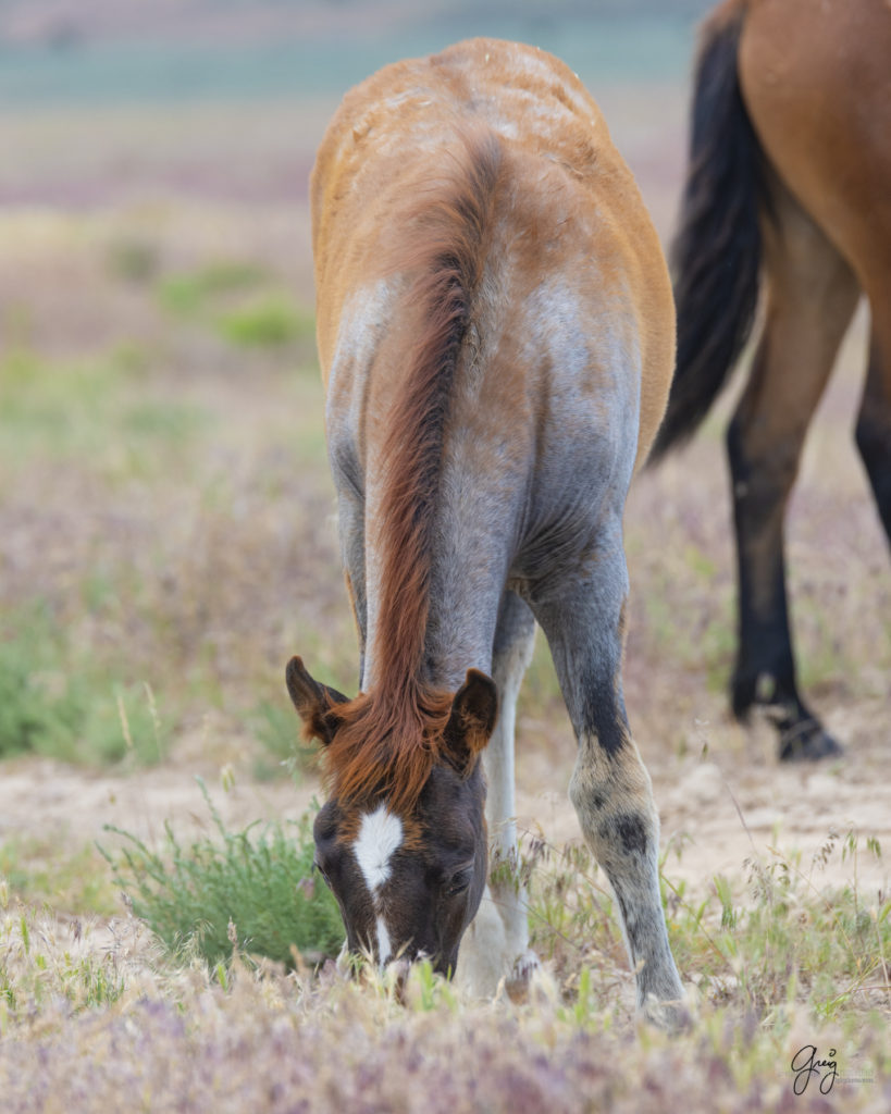 onaqui wild horse colt in Utah's west desert shedding winter coat, Onaqui wild horses,  Onaqui Wild horse photographs, photography of wild horses, equine photography