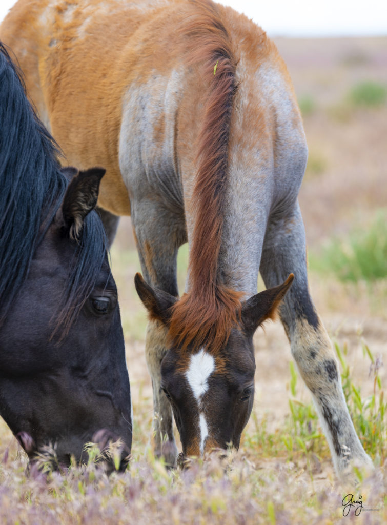 onaqui wild horse colt in Utah's west desert shedding winter coat, Onaqui wild horses,  Onaqui Wild horse photographs, photography of wild horses, equine photography