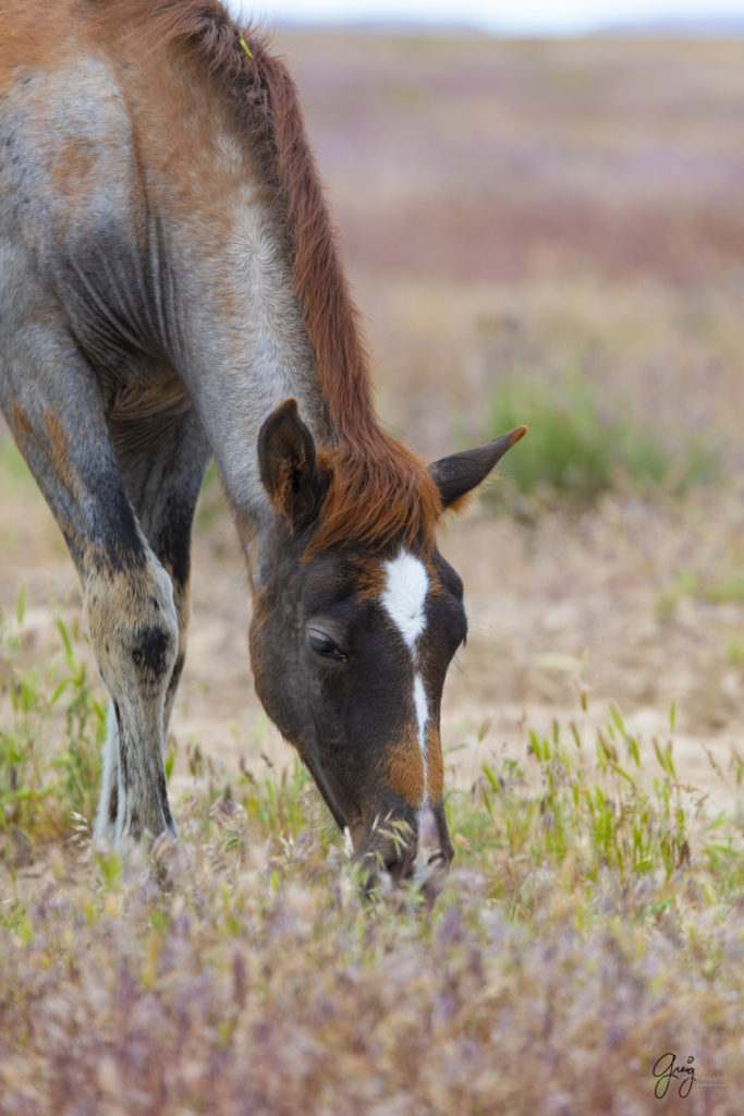 onaqui wild horse colt in Utah's west desert shedding winter coat, Onaqui wild horses,  Onaqui Wild horse photographs, photography of wild horses, equine photography