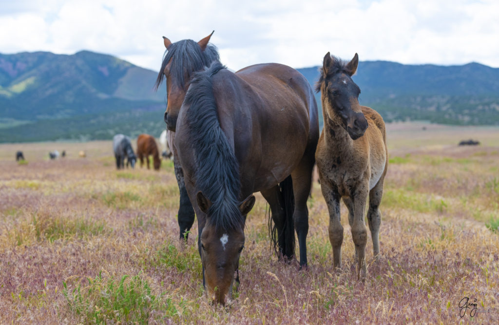 onaqui wild horse mare and colt in Utah's west desert, Onaqui wild horses,  Onaqui Wild horse photographs, photography of wild horses, equine photography