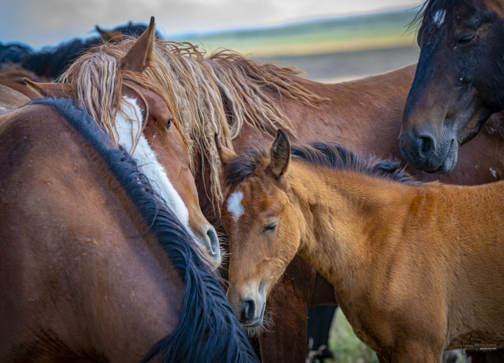 onaqui wild horse mare and colt in Utah's west desert, Onaqui wild horses,  Onaqui Wild horse photographs, photography of wild horses, equine photography