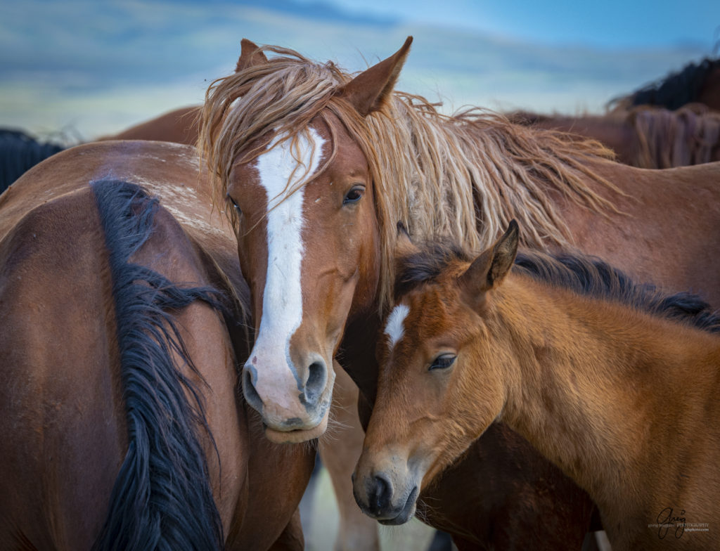 onaqui wild horse mare and colt in Utah's west desert, Onaqui wild horses,  Onaqui Wild horse photographs, photography of wild horses, equine photography