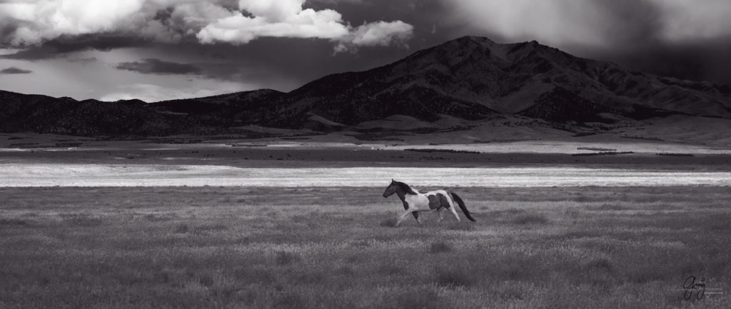 onaqui wild horse stallion mustang in Utah's west desert, sepia toned black and white photo, Onaqui wild horses,  Onaqui Wild horse photographs, photography of wild horses, equine photography