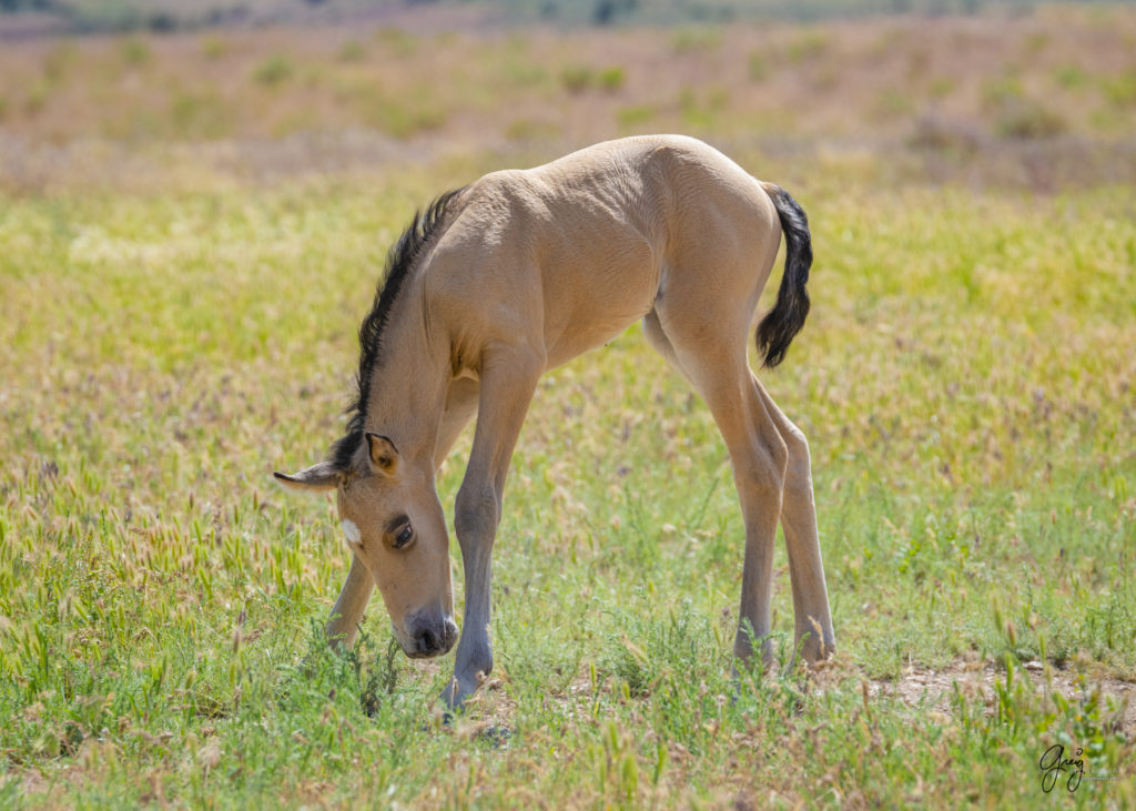 two day old foal onaqui wild horses in Utah's west desert, Onaqui wild horses,  Onaqui Wild horse photographs, photography of wild horses, equine photography