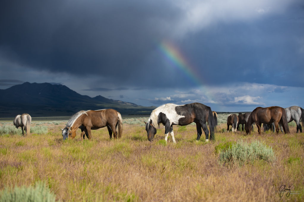 onaqui wild horsed with rainbow in Utah's west desert, Onaqui wild horses,  Onaqui Wild horse photographs, photography of wild horses, equine photography