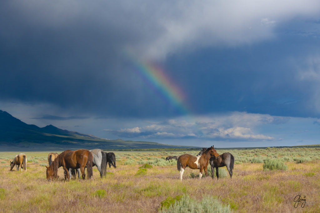 onaqui wild horsed with rainbow in Utah's west desert, Onaqui wild horses,  Onaqui Wild horse photographs, photography of wild horses, equine photography