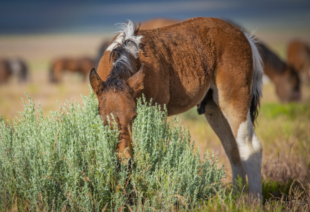 onaqui wild horse foal in Utah's west desert, Onaqui wild horses,  Onaqui Wild horse photographs, photography of wild horses, equine photography