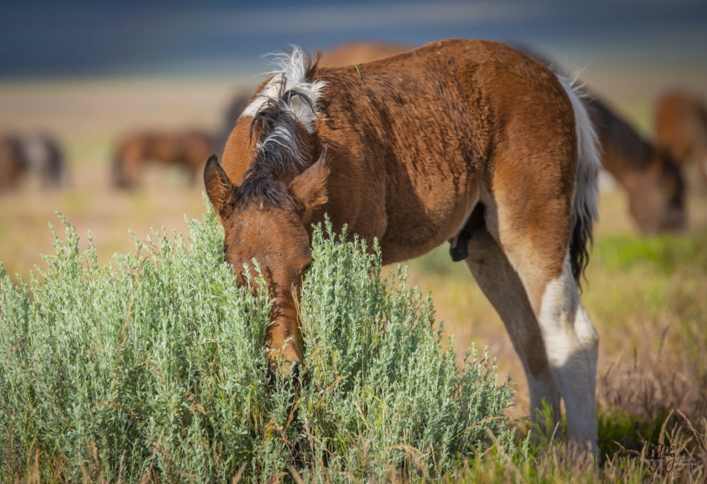 onaqui wild horse foal in Utah&#039;s west desert, Onaqui wild horses,  Onaqui Wild horse photographs, photography of wild horses, equine photography