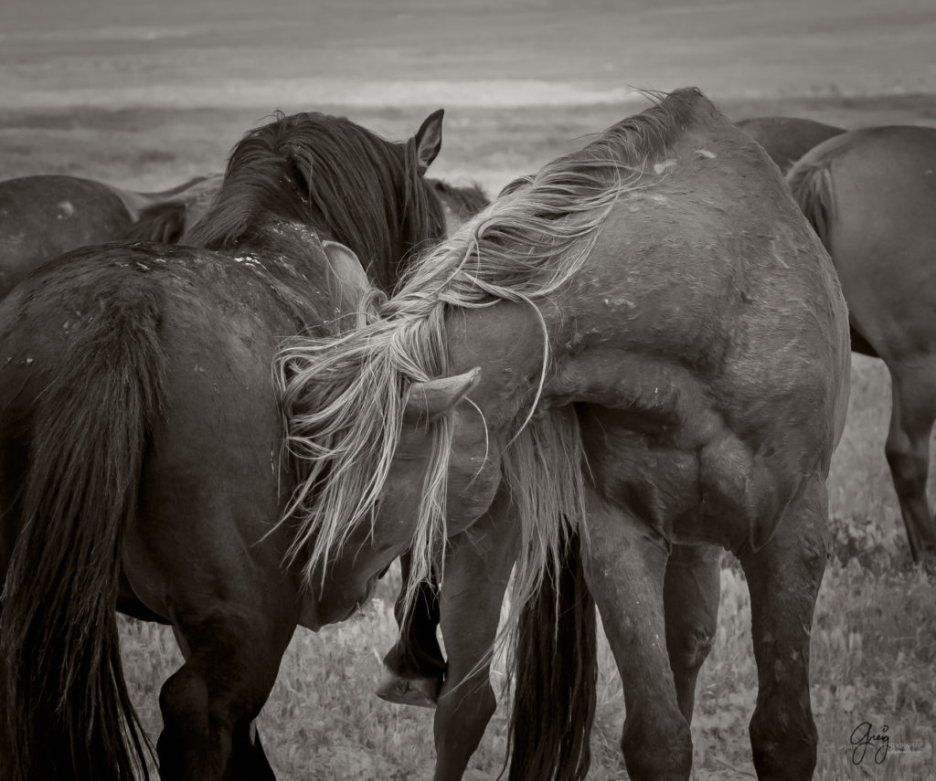 onaqui wild horse stallion mustang in Utah's west desert, sepia toned black and white photo, Onaqui wild horses,  Onaqui Wild horse photographs, photography of wild horses, equine photography