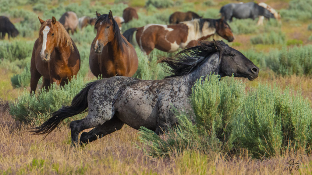 onaqui wild mustangs in Utah's west desert, Onaqui wild horses,  Onaqui Wild horse photographs, photography of wild horses, equine photography