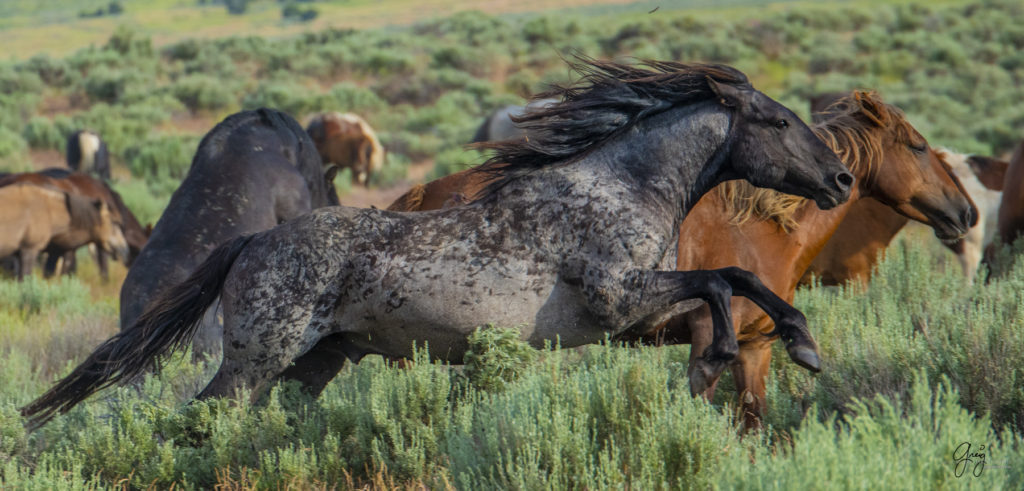 onaqui wild mustangs in Utah's west desert, Onaqui wild horses,  Onaqui Wild horse photographs, photography of wild horses, equine photography