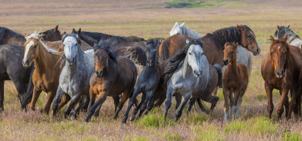 onaqui wild mustangs chase onaqui mares in utha&#039;s west desert, Onaqui wild horses,  Onaqui Wild horse photographs, photography of wild horses, equine photography