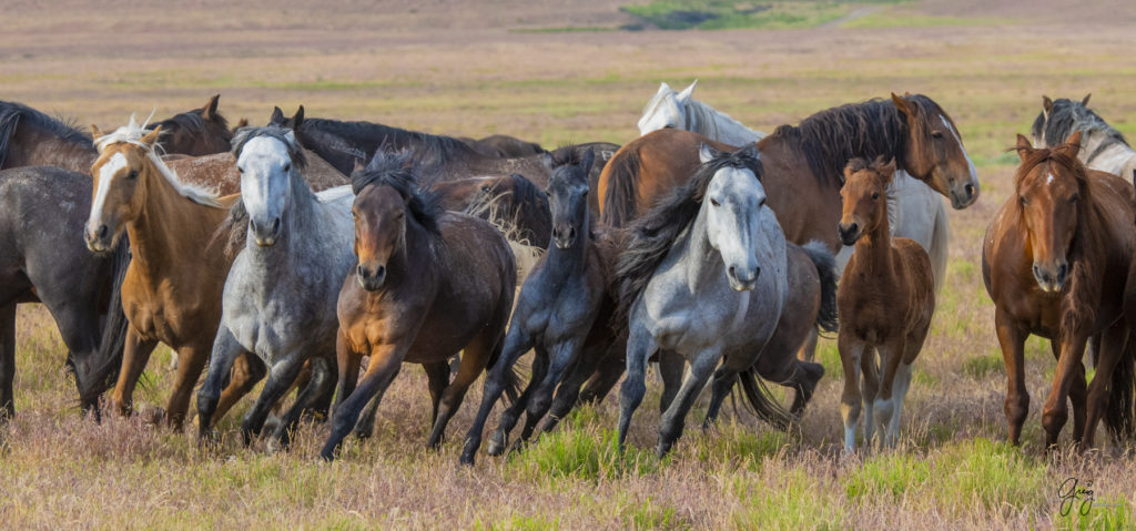 onaqui wild mustangs chase onaqui mares in utha's west desert, Onaqui wild horses,  Onaqui Wild horse photographs, photography of wild horses, equine photography