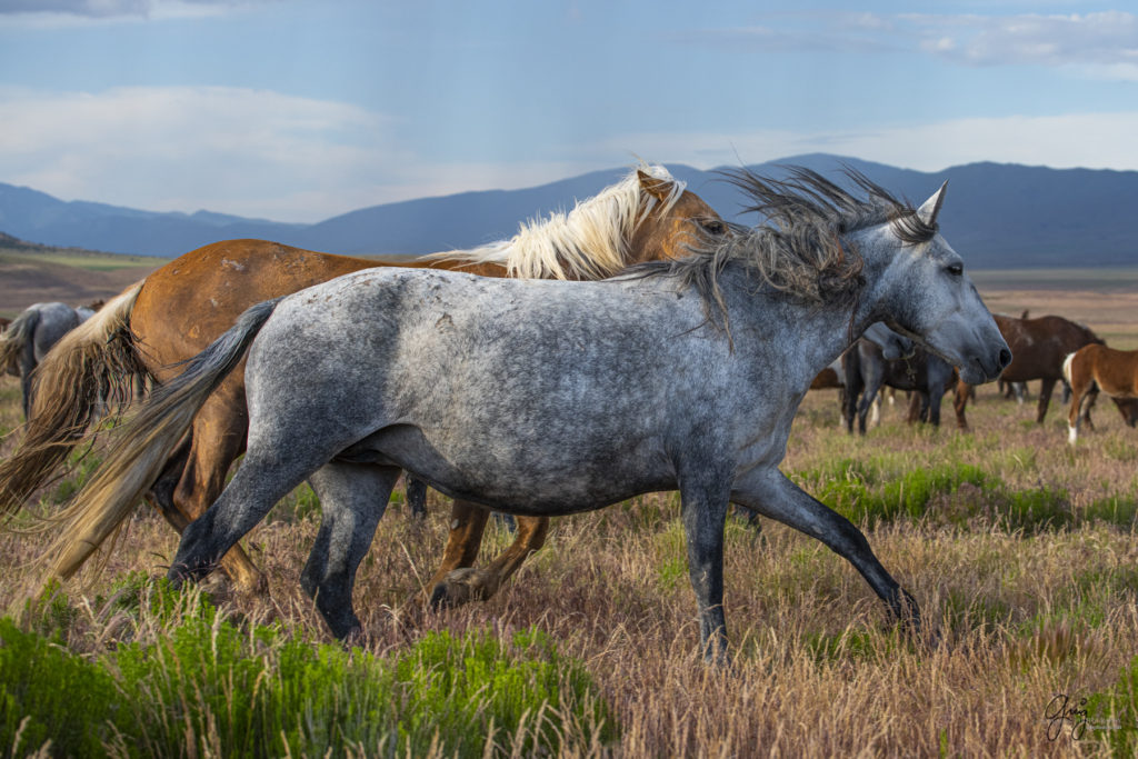 two wild onaqui mares, Onaqui wild horse,  Onaqui Wild horse photographs, photography of wild horses, equine photography