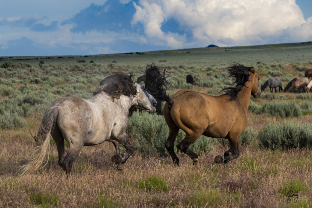 two wild onaqui mustangs fight in sagebrush, Onaqui wild horse,  Onaqui Wild horse photographs, photography of wild horses, equine photography