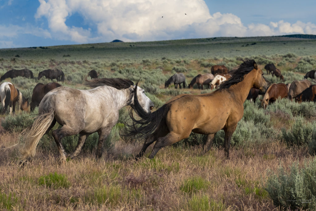 two wild onaqui mustangs fight in sagebrush, Onaqui wild horse,  Onaqui Wild horse photographs, photography of wild horses, equine photography