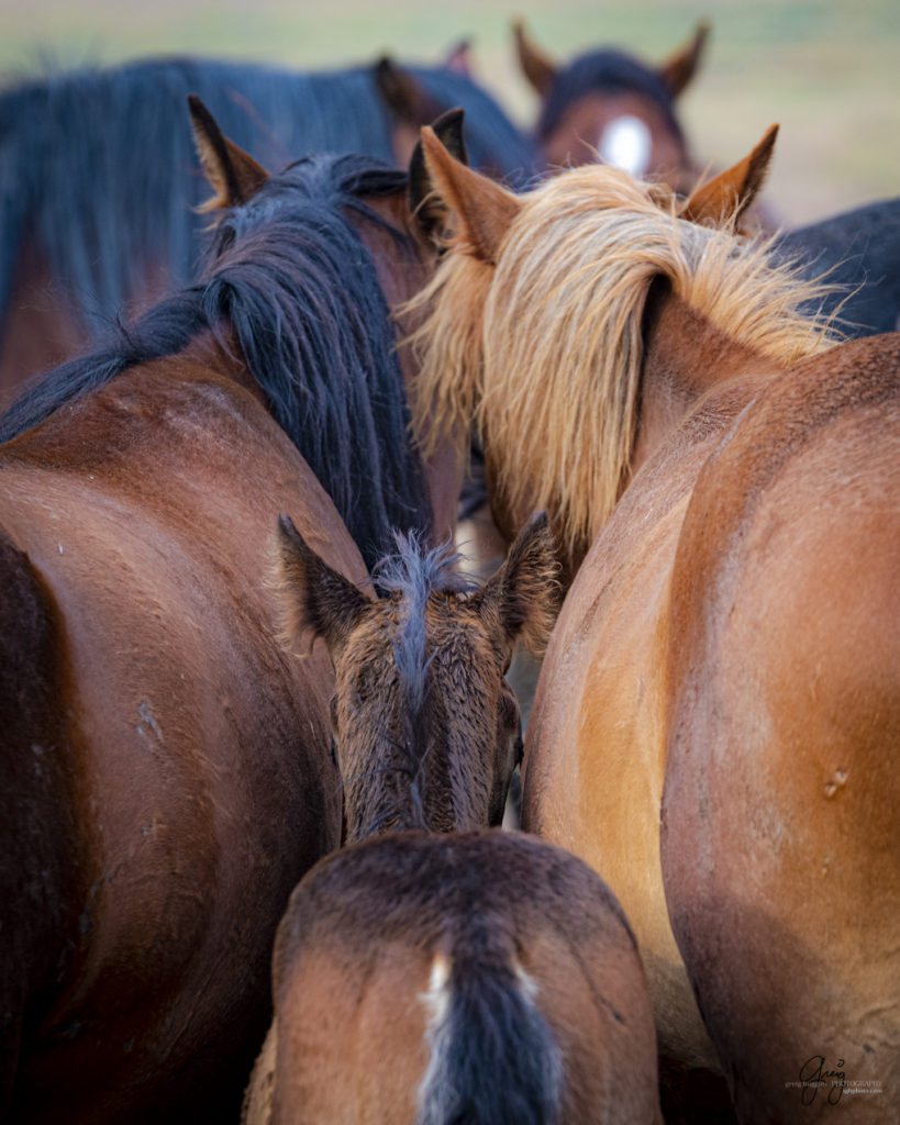 Onaqui wild horse foal Onaqui Wild horse photographs, photography of wild horses, equine photography