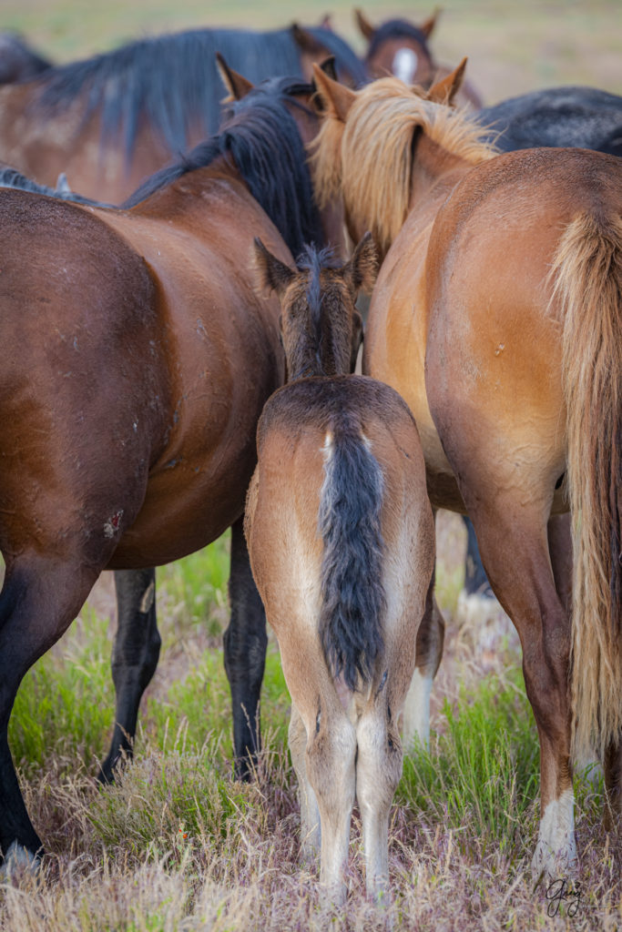 Onaqui wild horse foal Onaqui Wild horse photographs, photography of wild horses, equine photography