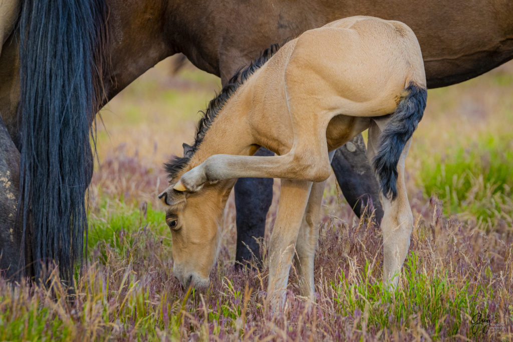 one week old foal Onaqui Wild horse photographs, photography of wild horses, equine photography