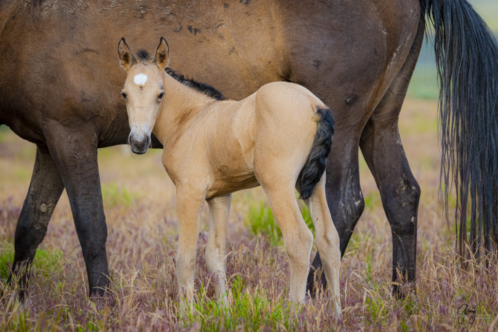 one week old foal Onaqui Wild horse photographs, photography of wild horses, equine photography