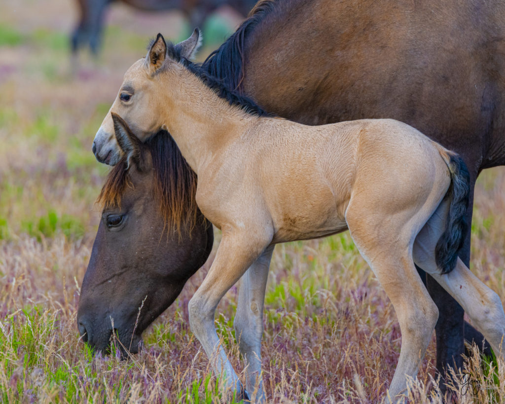 one week old foal Onaqui Wild horse photographs, photography of wild horses, equine photography