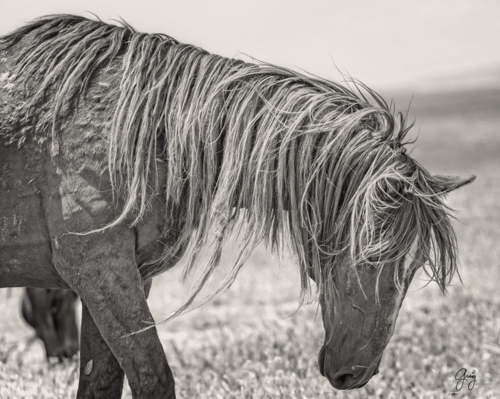 onaqui wild horse stallion mustang in Utah's west desert, sepia toned black and white photo, Onaqui wild horses,  Onaqui Wild horse photographs, photography of wild horses, equine photography